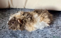 Guinea Pig rodents for sale: Lunkarya Guinea Pig Babies - Image 5