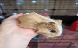 Guinea Pig rodents for sale: Baby guinea pigs  - Advert 21