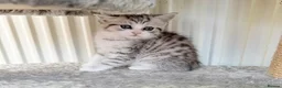 Mixed Breed cats for sale: Persian x kittens  in Bradford - Advert 5