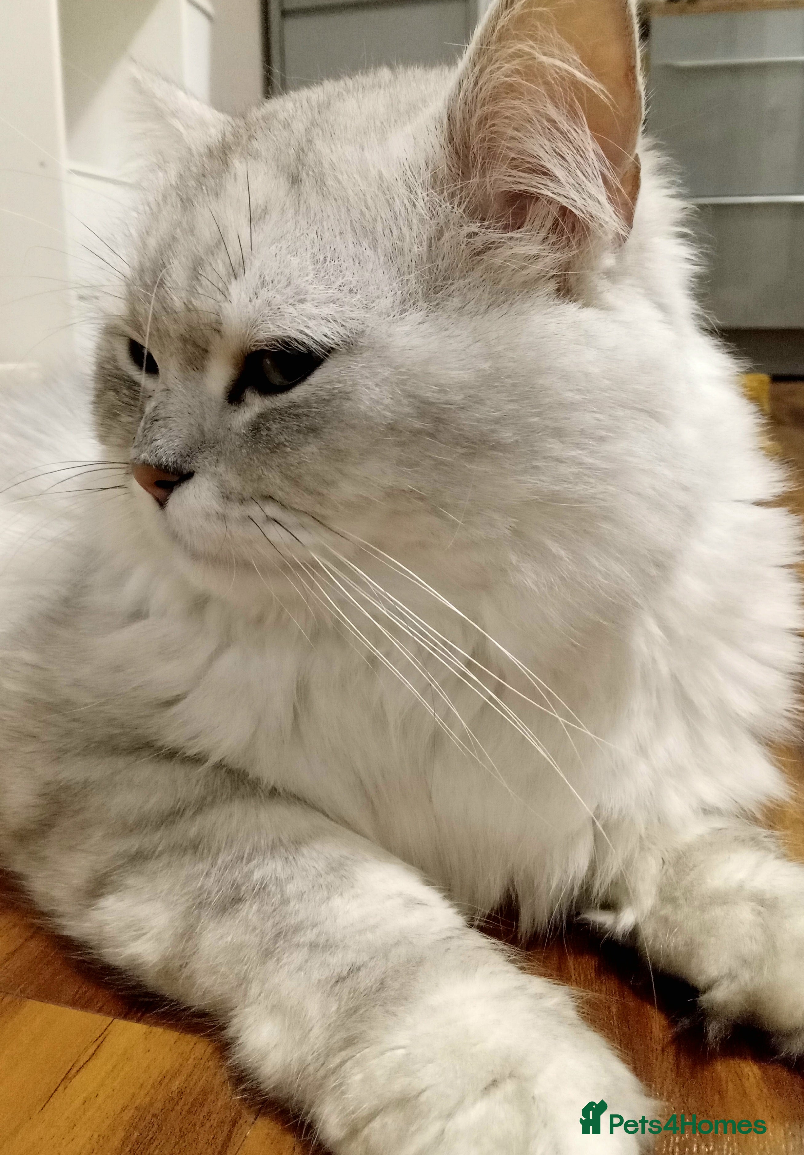 Persian cats ❤️Lovely Persian/Chinchilla Stud Silver Cat ❤️ - Advert 12