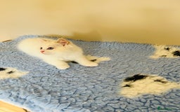 Ragdoll cats for sale: GCCF Reg Lilac Bicolour RAGDOLL  - Image 3