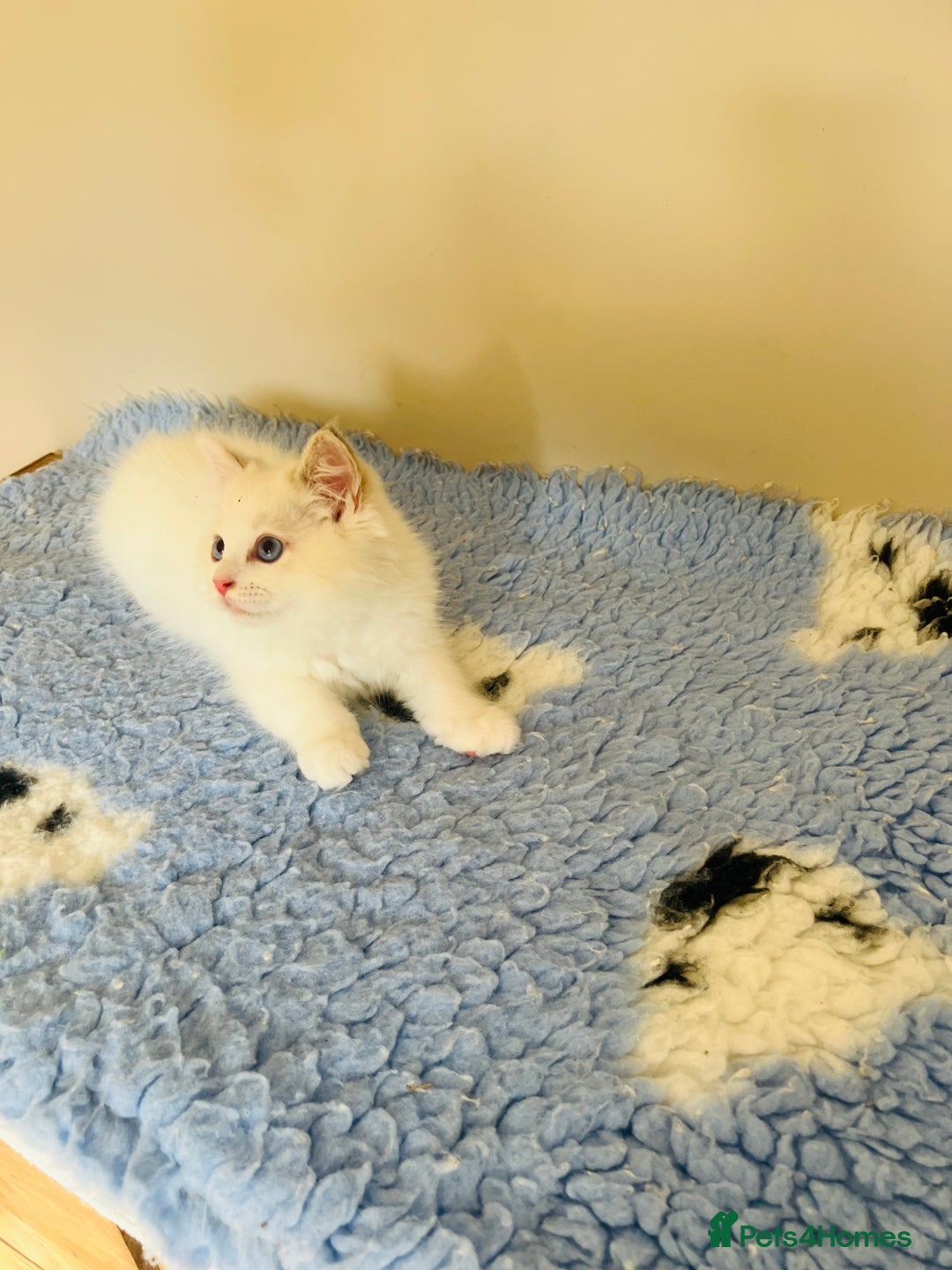 Ragdoll cats for sale: GCCF Reg Lilac Bicolour RAGDOLL  - Image 3