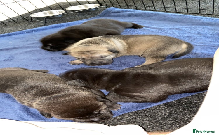 Mixed Breed dogs - Advert 4