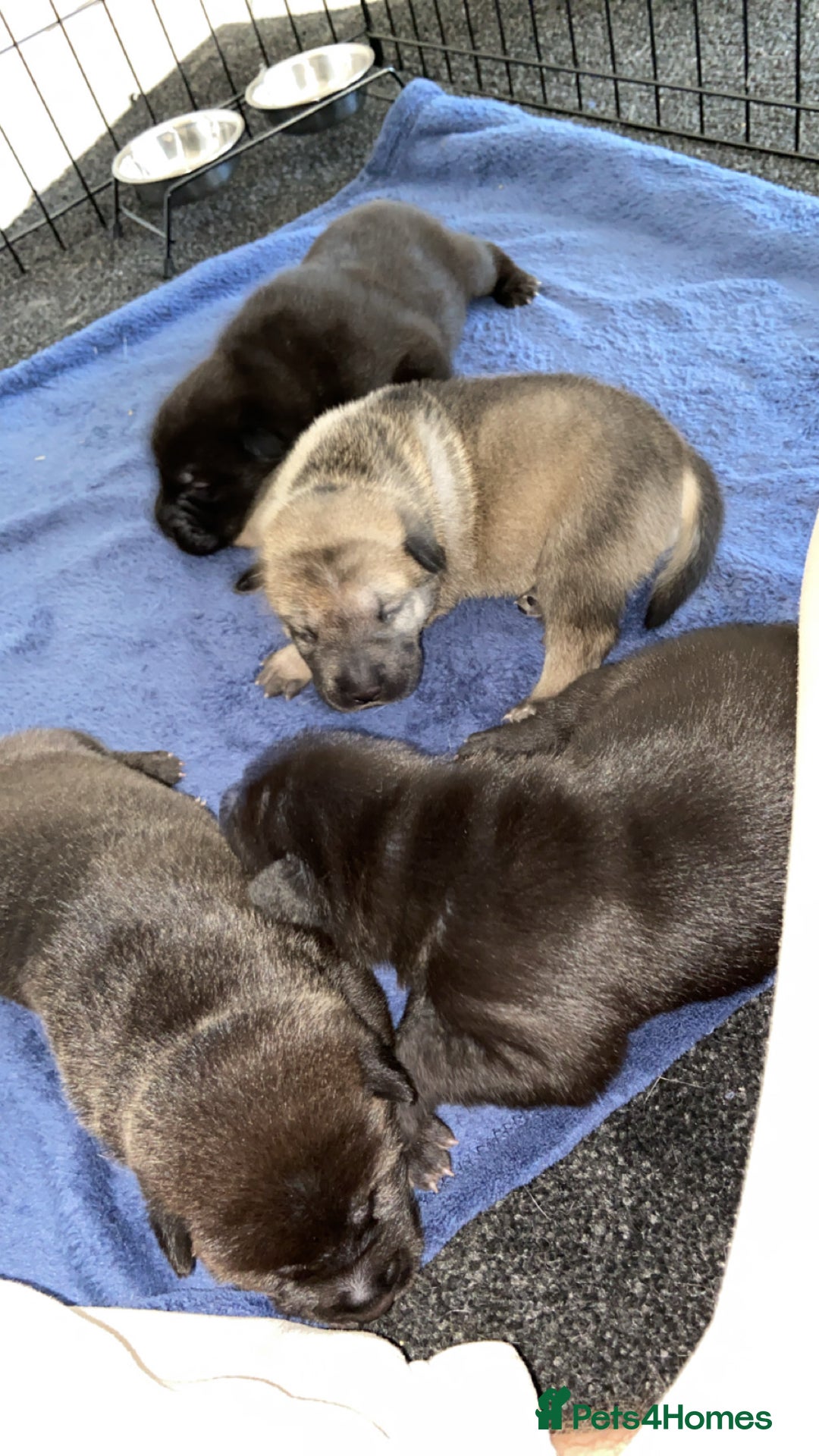 Mixed Breed dogs for sale: ⭐️Stunning Shar pei pups⭐️ - Image 1