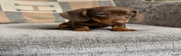 Miniature Dachshund dogs for sale: lovely Miniature Smooth Dachshund puppies  in Livingston - Advert 11
