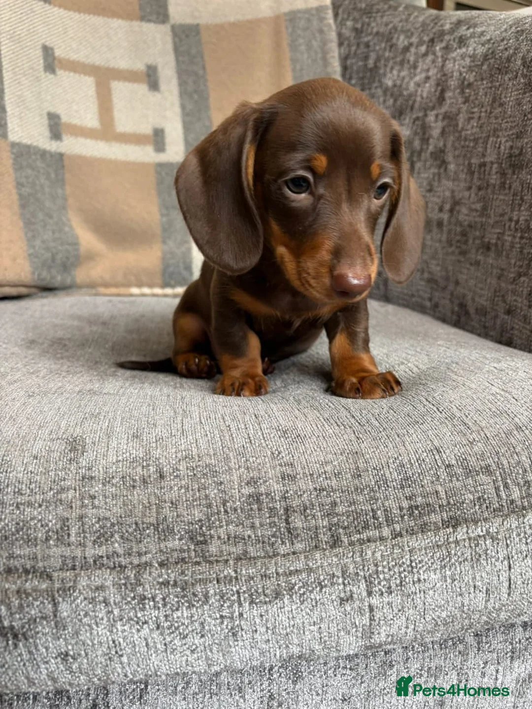 Miniature Dachshund dogs for sale: lovely Miniature Smooth Dachshund puppies  in Livingston - Advert 11