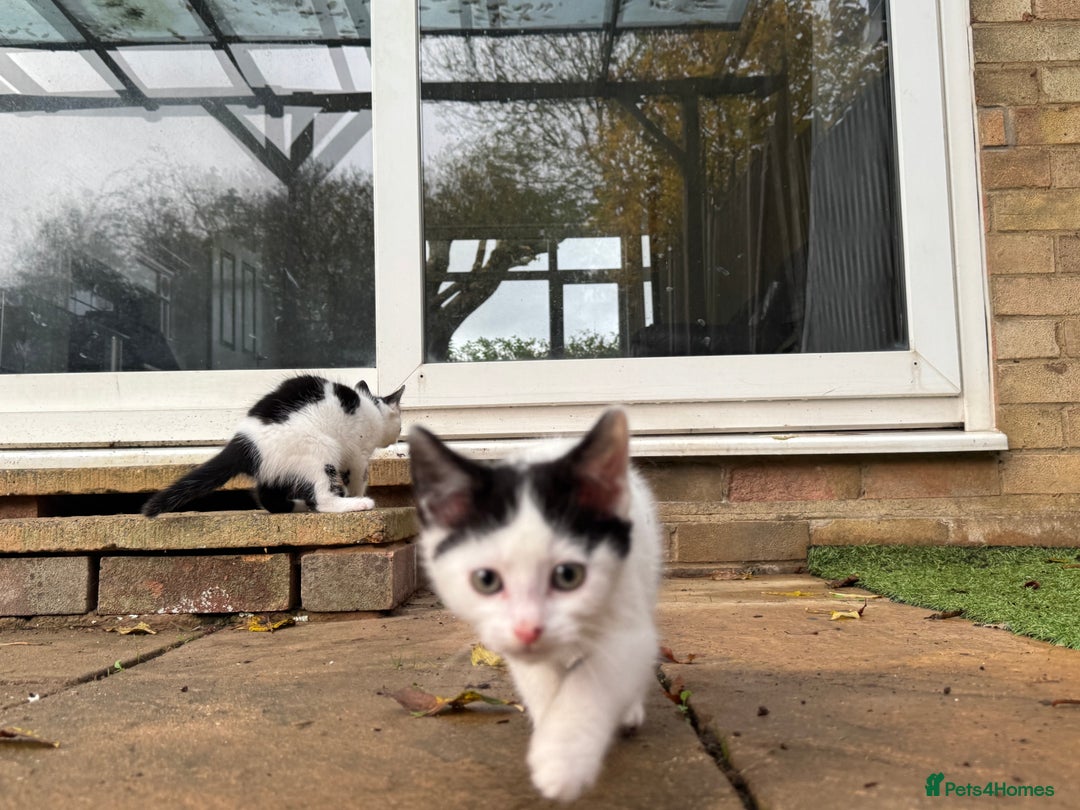 Domestic Shorthair cats for sale: Adorable Kittens Looking for a Loving Home, 🏡 - Image 28