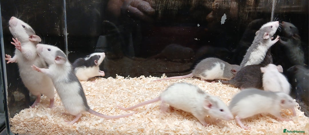 Rat rodents for sale: Baby Dumbo Rats Normal - Rex Furred  - Advert 2