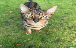 Bengal cats for sale: Brown Bengal Boy Kitten  - Image 5