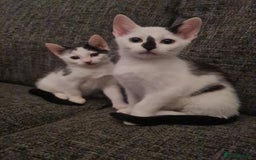 Mixed Breed cats for sale: 2 kittens for sale - Image 1