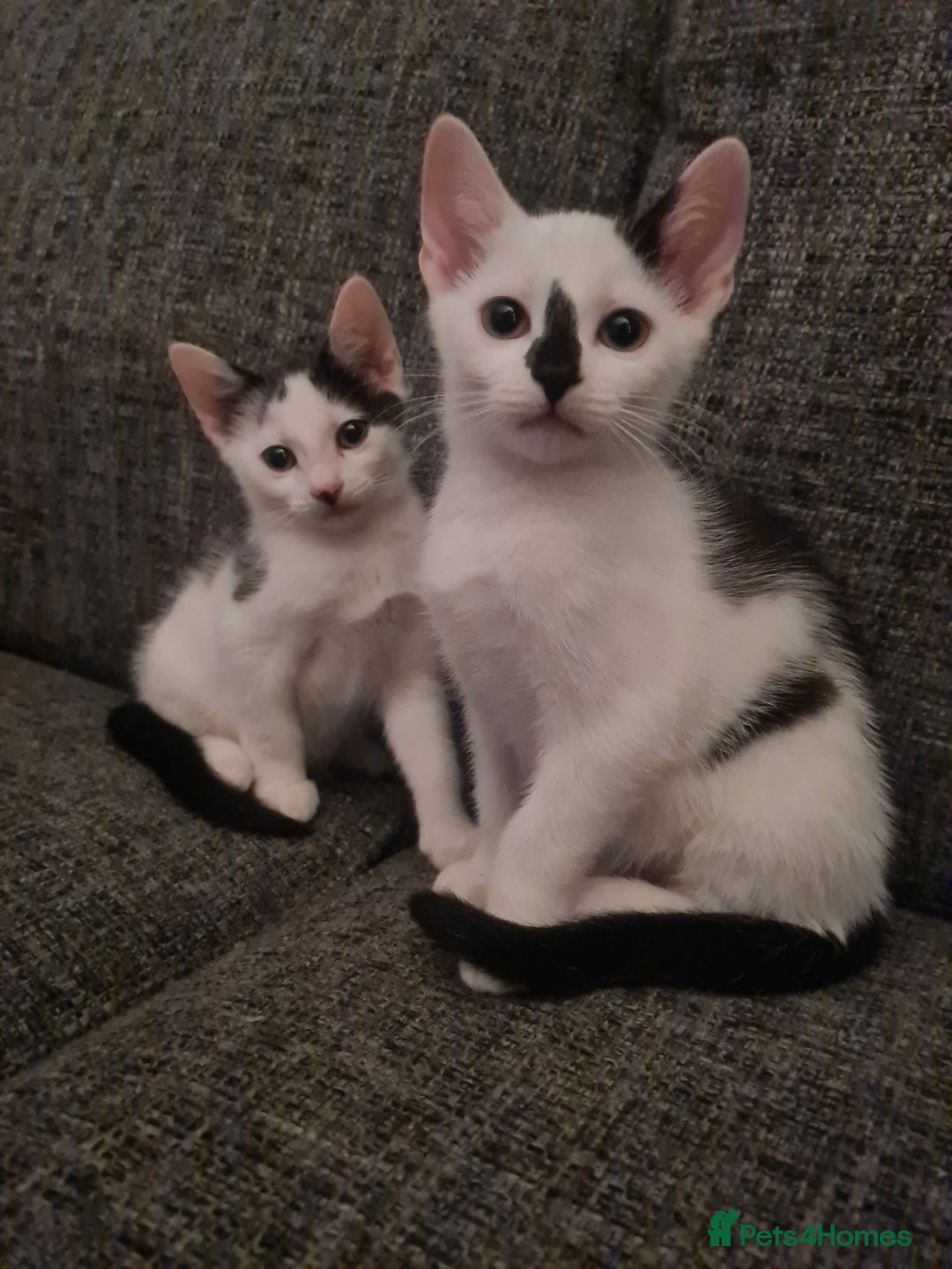 Mixed Breed cats for sale: 2 kittens for sale - Image 1