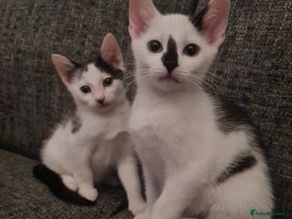 Mixed Breed cats - Advert 27