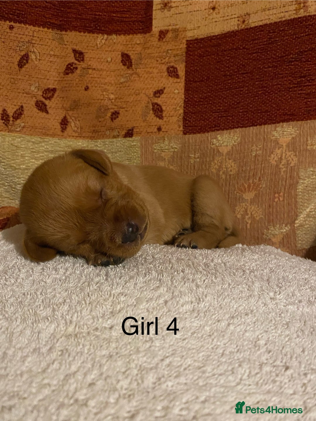 Labrador Retriever dogs for sale: KC Registered Fox Red Labrador Puppies  - Advert 11