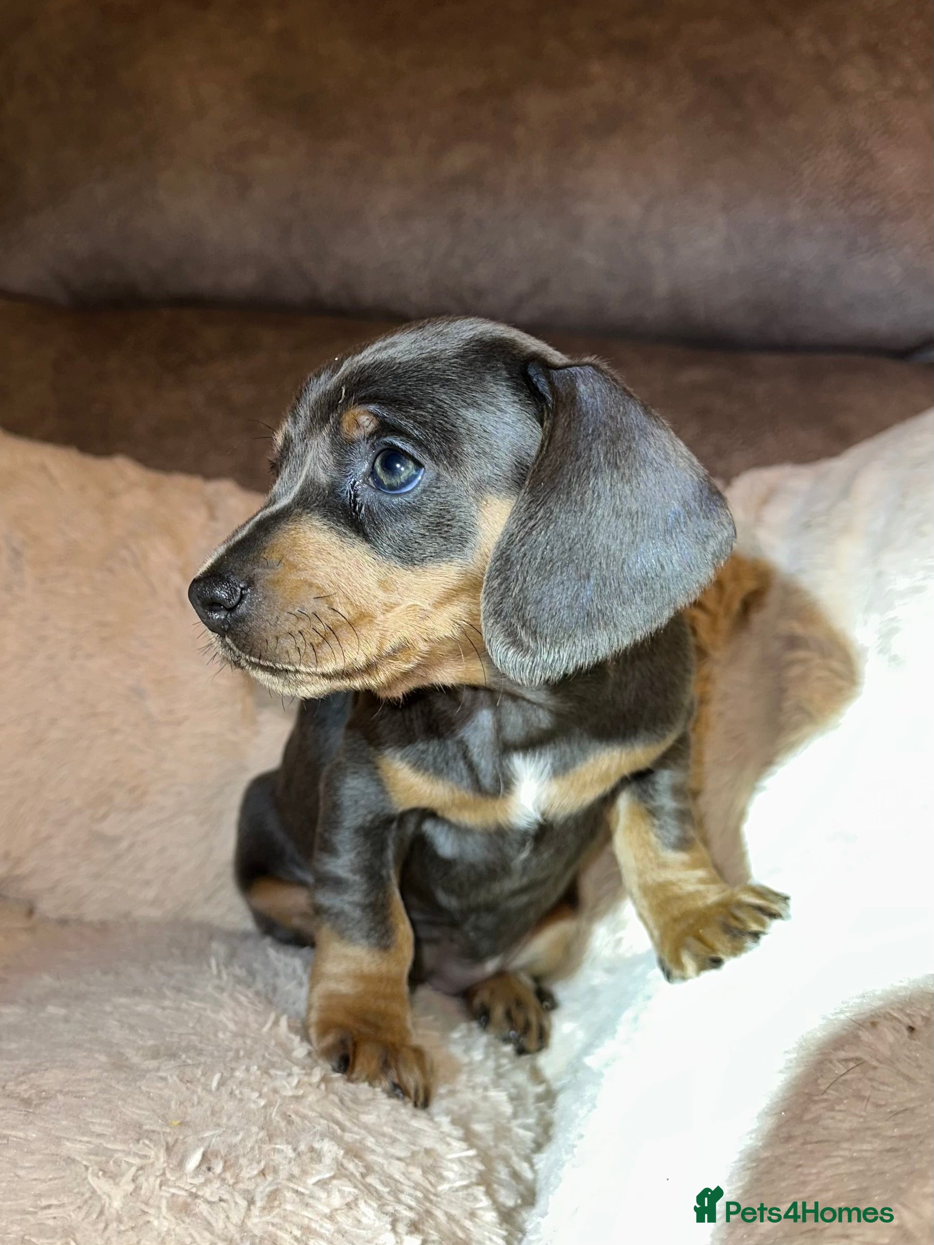 Miniature Dachshund dogs Miniature dachshund  - Advert 1