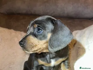 Miniature Dachshund dogs Miniature dachshund - Advert 8