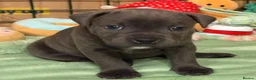 Staffordshire Bull Terrier dogs for sale: KC Blue Staffordshire Bull Terrier Puppies SOLD - Advert 11