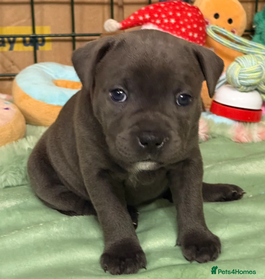Staffordshire Bull Terrier dogs for sale: KC Blue Staffordshire Bull Terrier Puppies SOLD - Advert 11