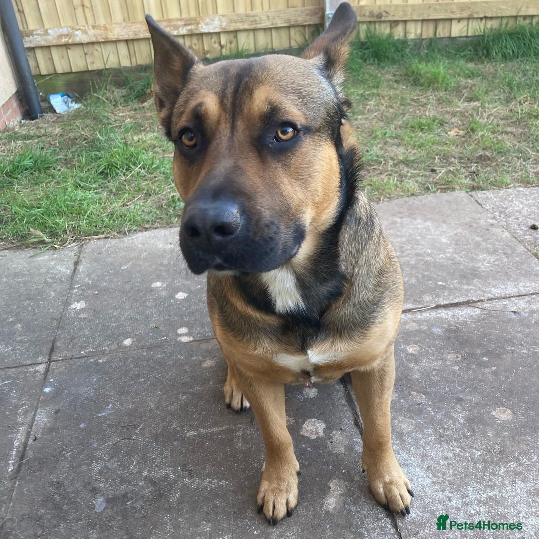 Mixed Breed dogs for sale: Male German sheppard x pocket bully in Wellington - Image 1