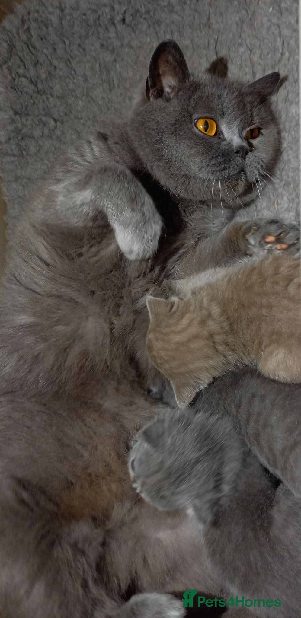 British Shorthair cats Quality registered GCCF kittens  - Advert 2