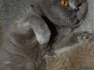 British Shorthair cats Quality registered GCCF kittens - Advert 6