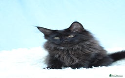 Maine Coon cats for sale: 🔥Last Maine Coon kitten available 🔥 - Image 5
