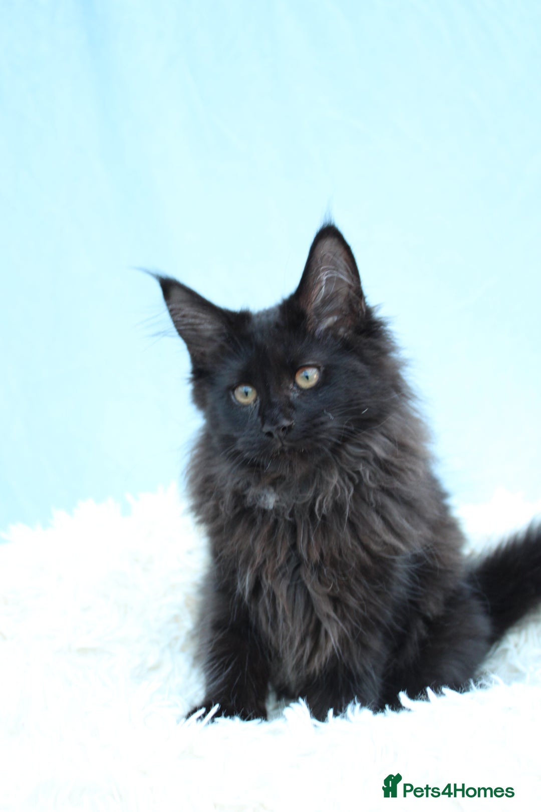 Maine Coon cats for sale: 🔥Last Maine Coon kitten available 🔥 - Image 5