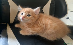 Mixed Breed cats for sale: Five Gorgeous Kittens available now ! - Image 5