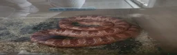Corn Snake reptiles for sale: Cornsnake  in Ryton - Advert 1