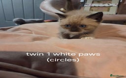 Ragdoll cats for sale: Beautiful Ragdoll Kittens - Image 4