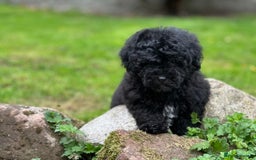 Shihpoo dogs for sale: Absolutely stunning Shihpoo pups ready now ❤️ - Image 3