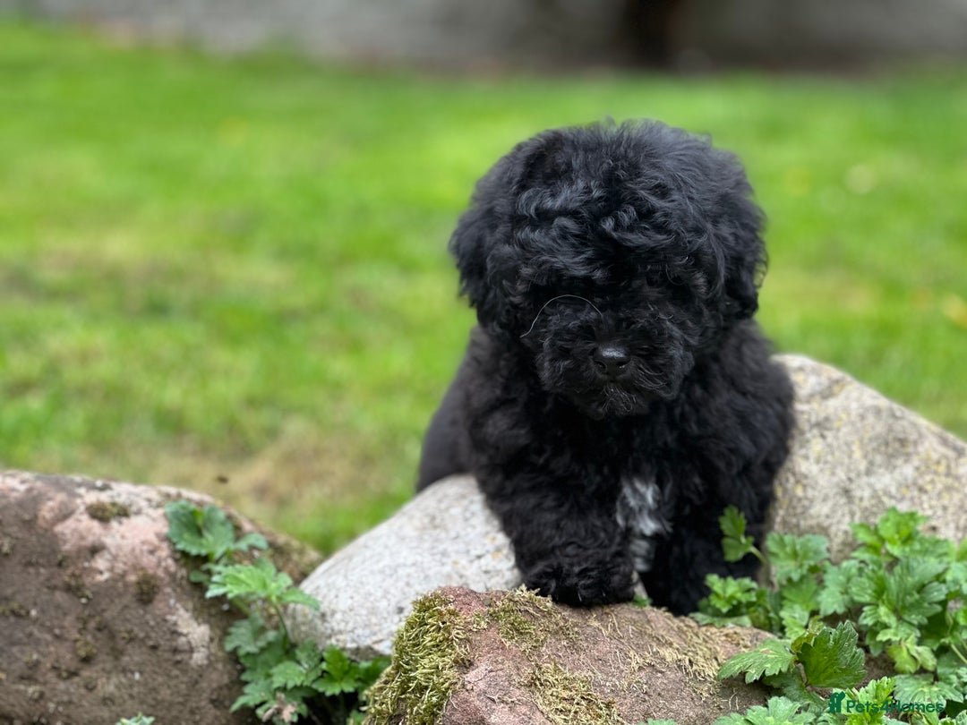 Shihpoo dogs for sale: Absolutely stunning Shihpoo pups ready now ❤️ - Image 3