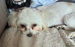 Maltipoo dogs for sale: Maltipoo - Image 9