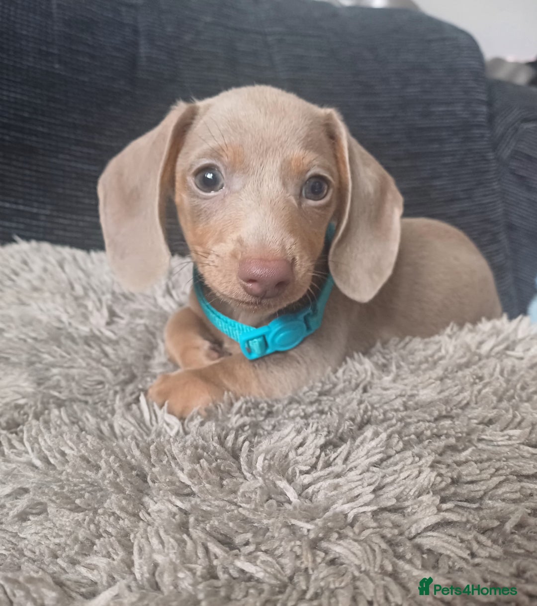 Miniature Dachshund dogs for sale: Mini dachshund  - Image 13