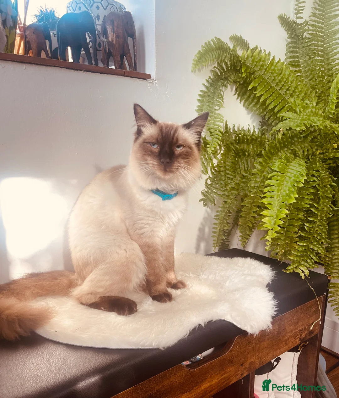 Ragdoll cats for stud: Ragdoll for stud Proven TICA&GCCF Registered💙 in Bristol - Advert 2