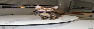 Bengal Kitten 1