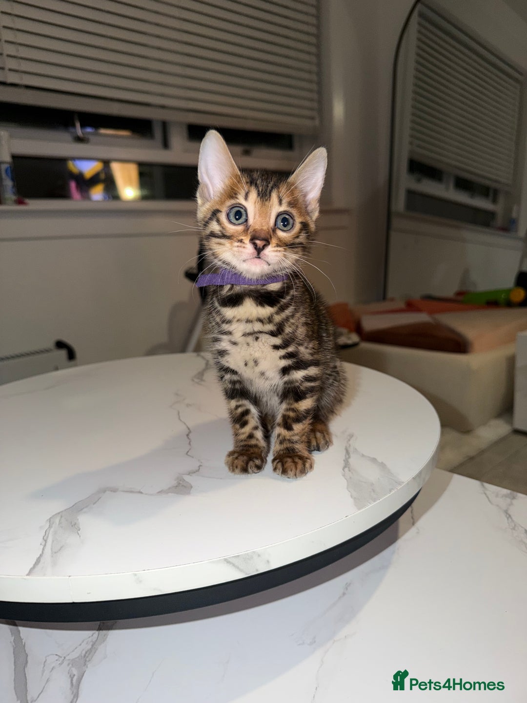 Bengal cats for sale: Bengal Male Kittens Available 🐾  - Advert 5
