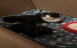 British Shorthair cats for sale: Cute and friendly kittens.  - Image 5