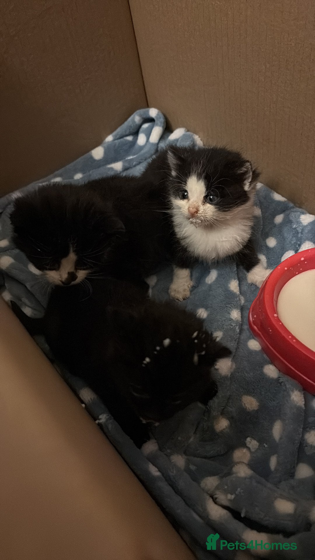 British Shorthair cats for sale: Cute and friendly kittens.  - Image 5