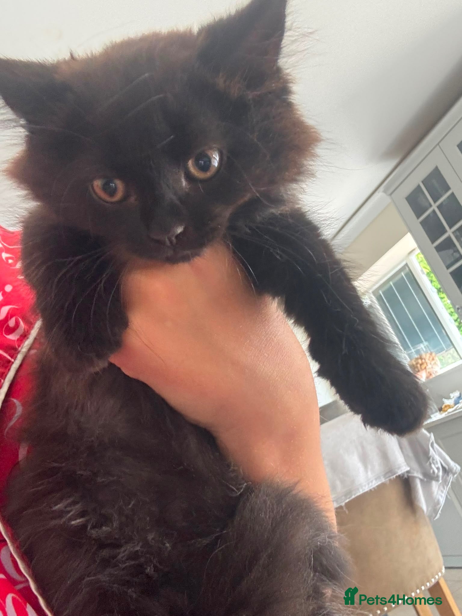 Mixed Breed cats READY NOW - Advert 6
