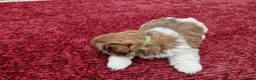 Shih Tzu dogs for sale: Shih tzu puppies looking for their forever home. in Leeds - Advert 9