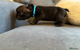 French Bulldog dogs for sale: ✨Stunning Pedigree French Bulldog Puppies✨ - Advert 24