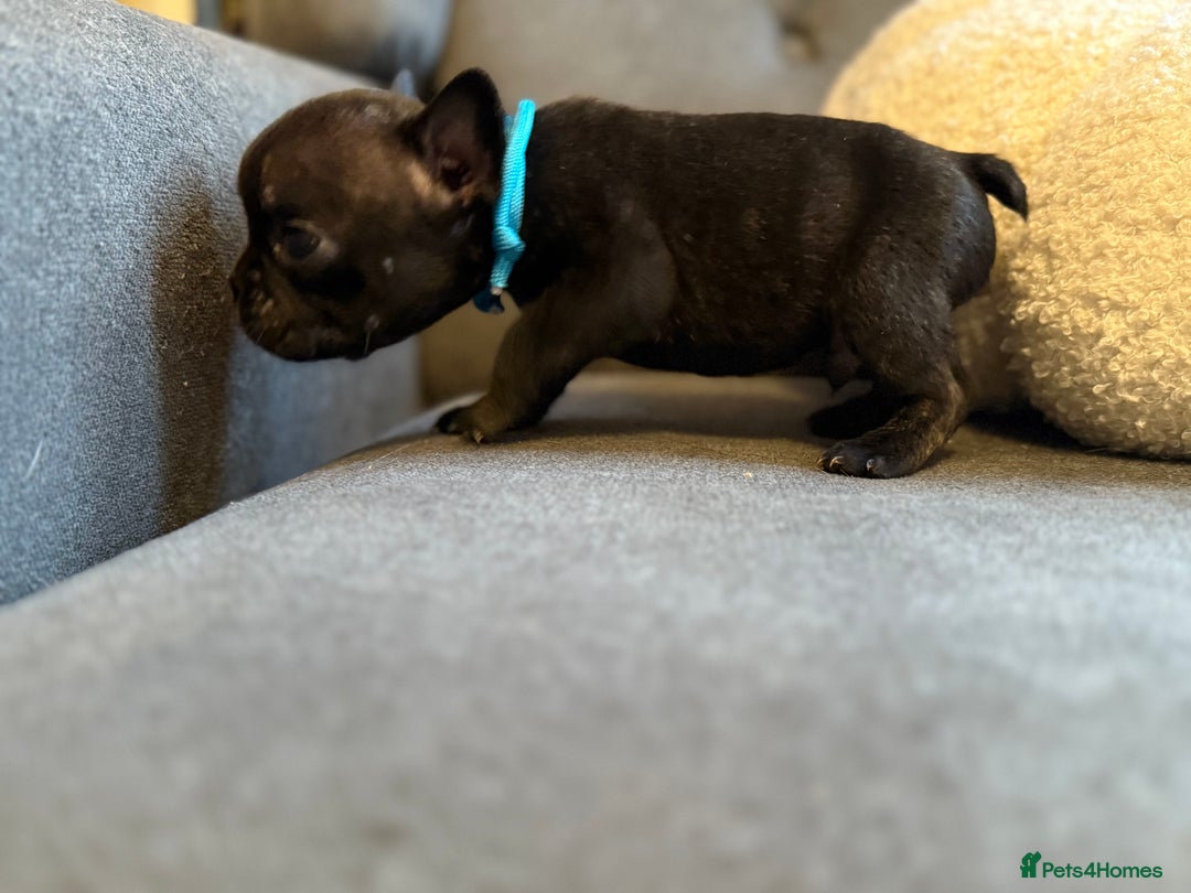 French Bulldog dogs for sale: ✨Stunning Pedigree French Bulldog Puppies✨ - Advert 24
