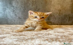 Mixed Breed cats for sale: ***BEAUTIFUL KITTENS*** Ready For New Homes - Image 2