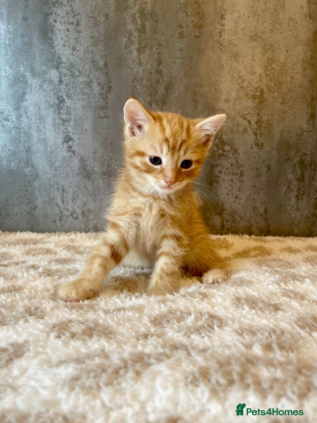 Mixed Breed cats for sale: ***BEAUTIFUL KITTENS*** Ready For New Homes - Image 2