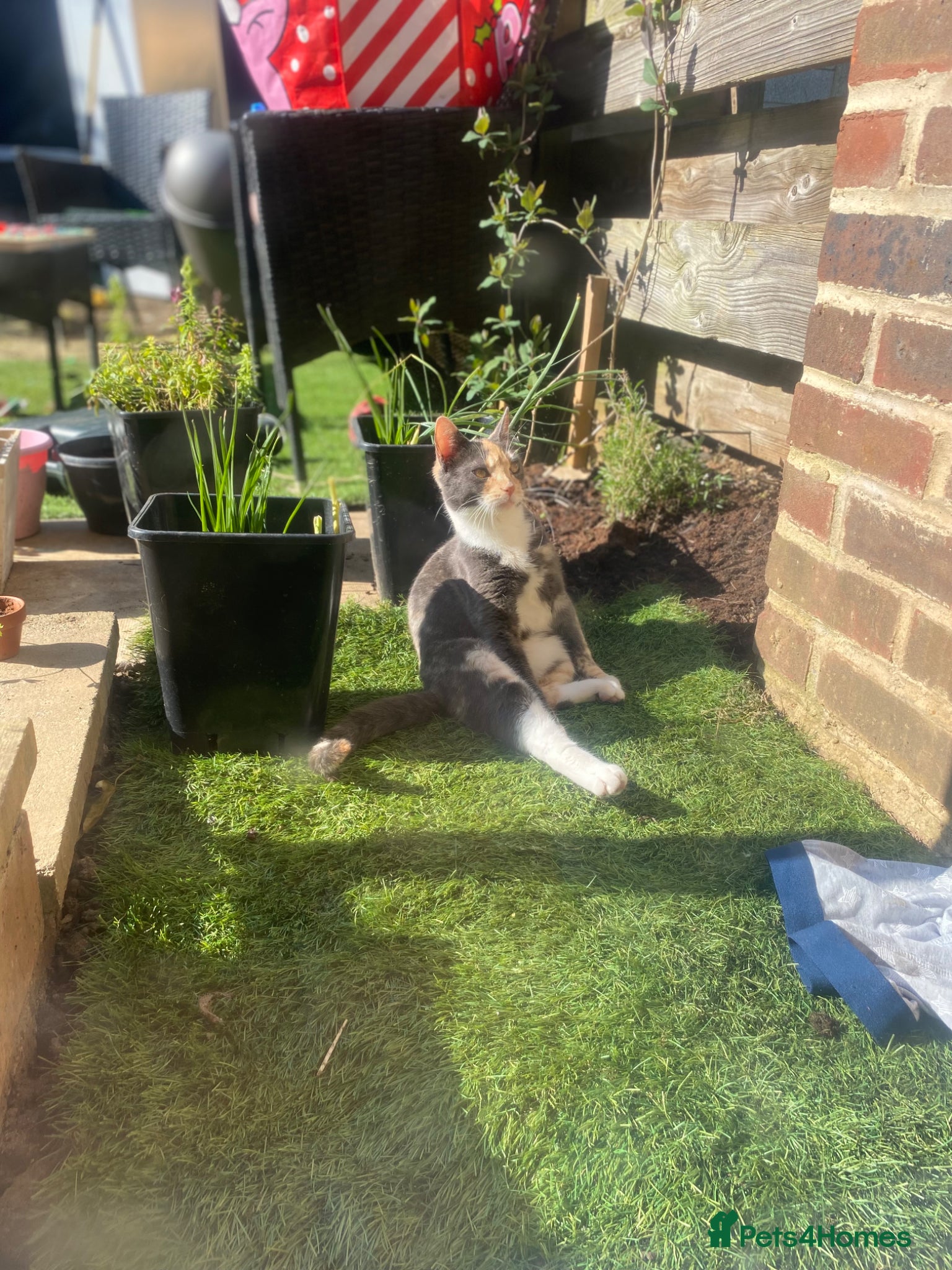 Mixed Breed cats Mixed breed kittens  - Advert 5