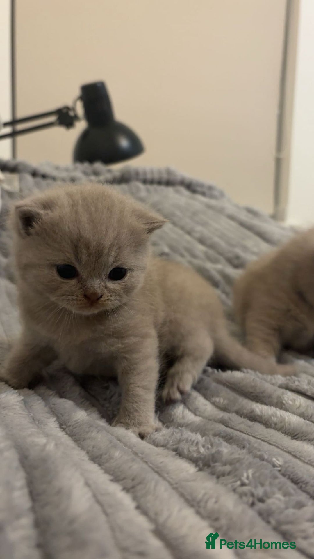 Scottish Fold cats for sale: Beautiful Scottish fold kittens  - Advert 6