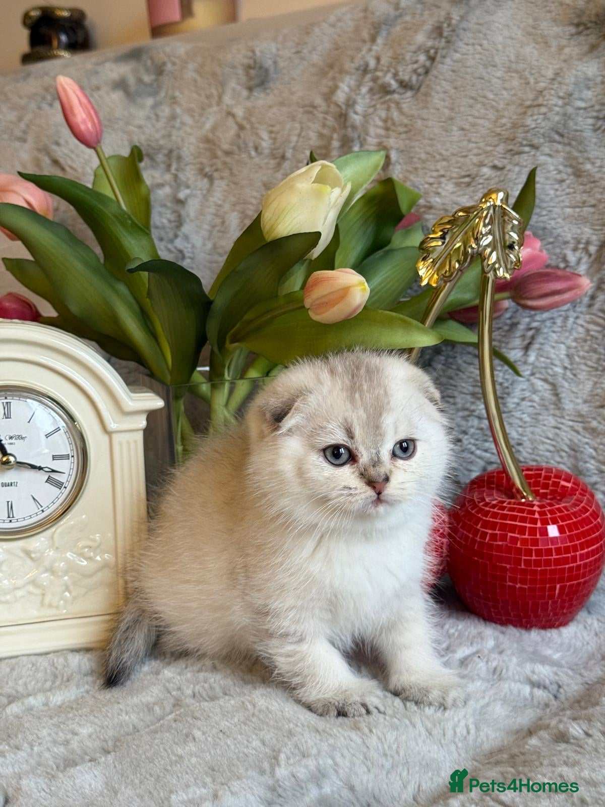 Scottish Fold cats *LUXURY SCOTTISH FOLD & 1 STRAIGHT KITTENS* - Advert 3