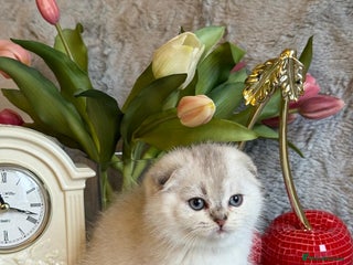 Scottish Fold cats *LUXURY SCOTTISH FOLD & 1 STRAIGHT KITTENS* - Advert 7