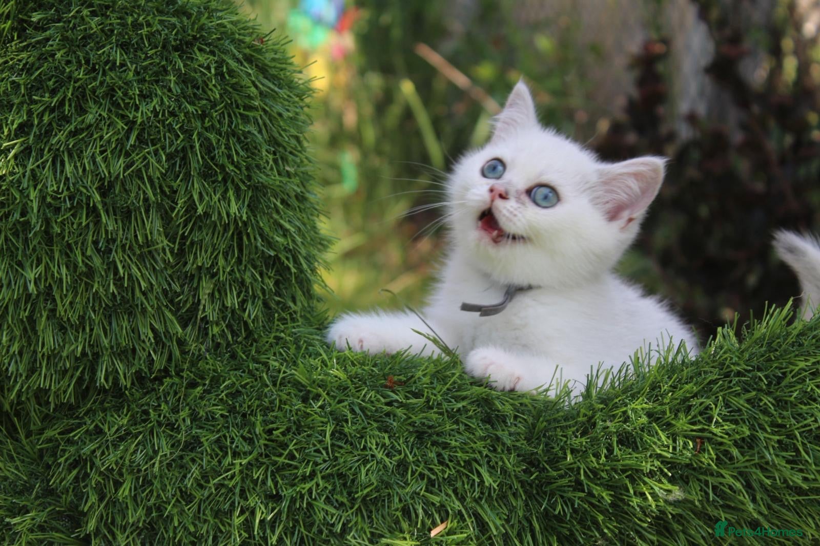 British Shorthair cats 😻TICA British Shorthair kitten only 1 boy left  - Advert 1