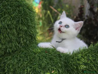 British Shorthair cats for sale: * British Shorthair boy TICA Registered Ready Now - Advert 3
